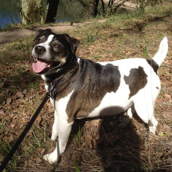 petcare mendocino ave