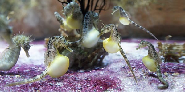 La Rochelle Aquarium by null