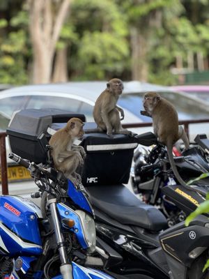 Bukit Timah Nature Reserve by null