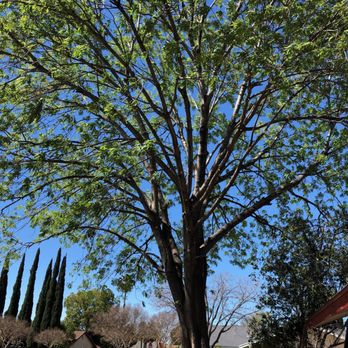 PTS Tree Service - a large tree in a residential neighborhood - Landscaping Near Me - Thousand Oaks, California PTS Tree Service - a large tree in a residential neighborhood - Landscaping Near Me - Thousand Oaks, California
