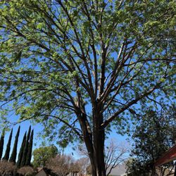 PTS Tree Service