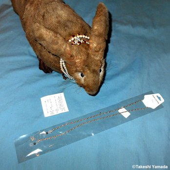 Success Trading - SUCCESS TRADING (99 cents store), Chinatown, Dr. Takeshi Yamada & Seara (Coney Island sea rabbit), Proof: many items are still sold for $1 - Discount Store Near Me - New York, New York Success Trading - SUCCESS TRADING (99 cents store), Chinatown, Dr. Takeshi Yamada & Seara (Coney Island sea rabbit), Proof: many items are still sold for $1 - Discount Store Near Me - New York, New York