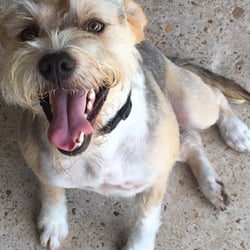 Update: 6/25/16. Benji. Adopted in front of Tractor Supply on Adoption Day from DeSoto Parish Animal Shelter, 9/19/15. Groomed!