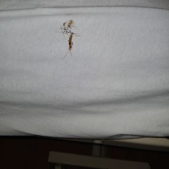 Optalis Healthcare - Killed employee of the month mr silverfish on sheet - Rehabilitation Center Near Me - Riverview, Michigan Optalis Healthcare - Killed employee of the month mr silverfish on sheet - Rehabilitation Center Near Me - Riverview, Michigan