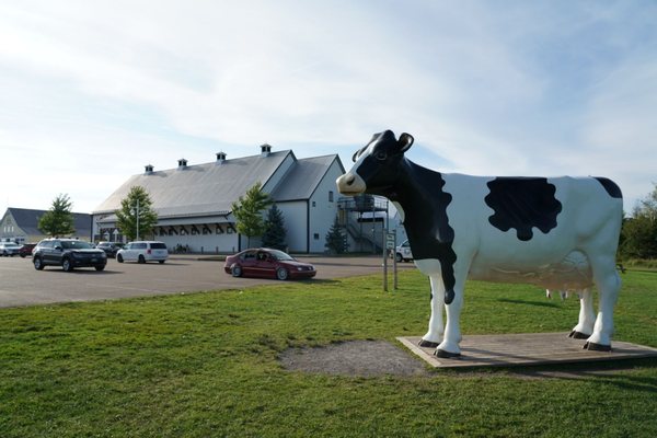 COWS Creamery by null