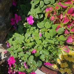 Horvat's Garden Center