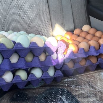 Billy's Egg Farm - brown and green eggs - Specialty Food Near Me - Chino, California Billy's Egg Farm - brown and green eggs - Specialty Food Near Me - Chino, California