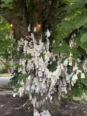 The Wishing Tree by null