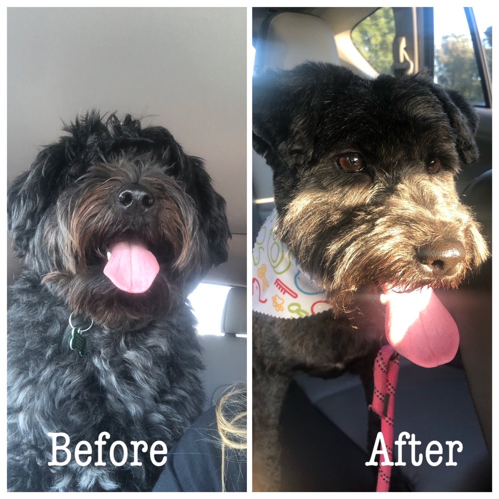 GOfetch - Cricket is a different girl! - Pet Training Near Me - Long Beach, California
