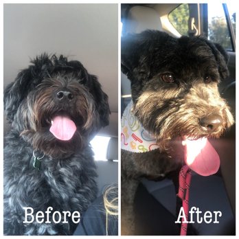 GOfetch - Cricket is a different girl! - Pet Training Near Me - Long Beach, California