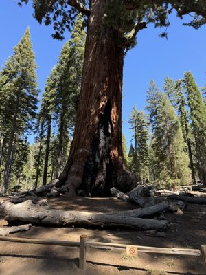 Mariposa Grove by null