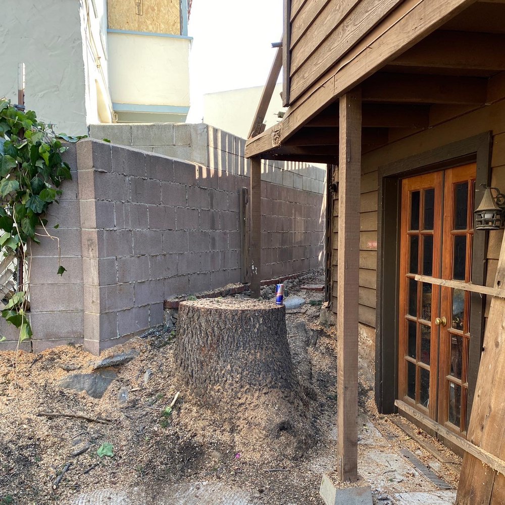 THE BEST TREE CARE SERVICE Updated September 2024 131 Photos & 66