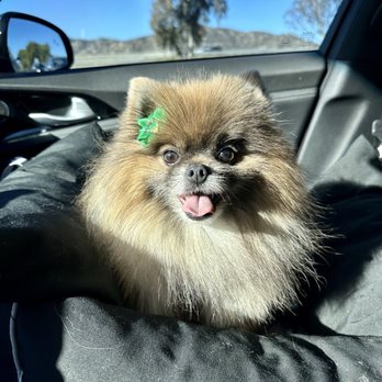 Parkside Groomery - Pet Groomers Near Me - Lakeside, California Parkside Groomery - Pet Groomers Near Me - Lakeside, California