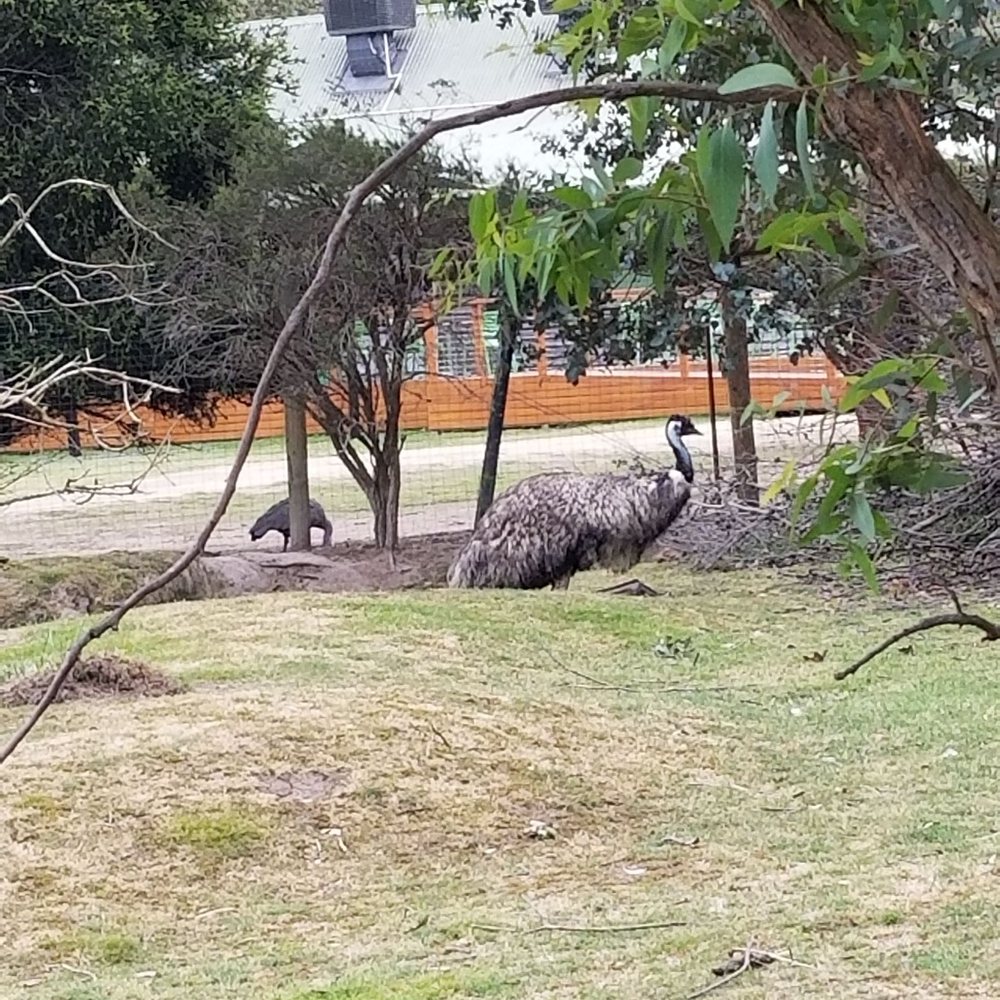 Moonlit Sanctuary - Emu enclosure - Zoos Near Me - Pearcedale, VIC Moonlit Sanctuary - Emu enclosure - Zoos Near Me - Pearcedale, VIC