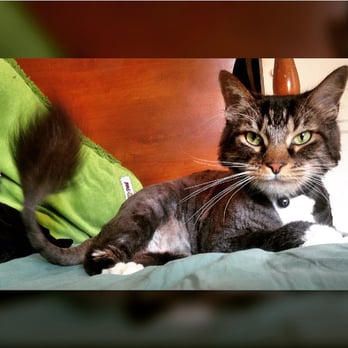 Pet Rush Inn - Lion cut - Pet Sitting Near Me - Burbank, California