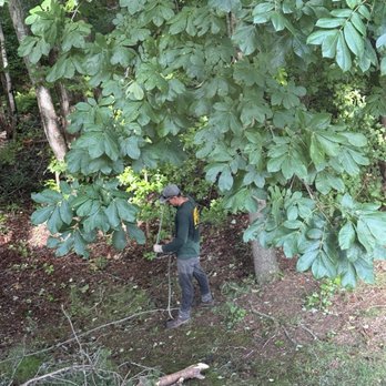 AAA Tree Service - Safely removing guide ropes. - Tree Services Near Me AAA Tree Service - Safely removing guide ropes. - Tree Services Near Me