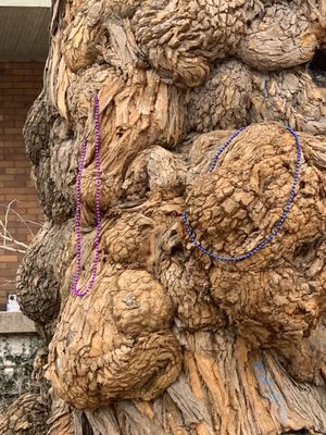 The Witches' Tree by null