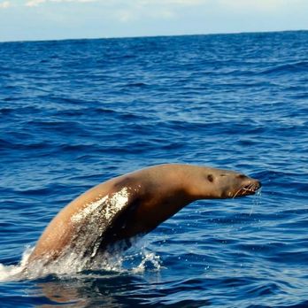Offshore Blue Adventures - So many unbelievable photos! - Boating Near Me - San Diego, California