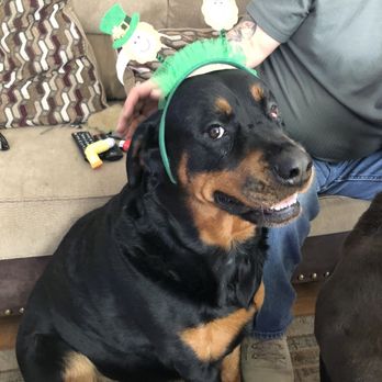 Heartstrings Pet Hospice In-Home Euthanasia & Aftercare - Gigi - Veterinarians Near Me Heartstrings Pet Hospice In-Home Euthanasia & Aftercare - Gigi - Veterinarians Near Me