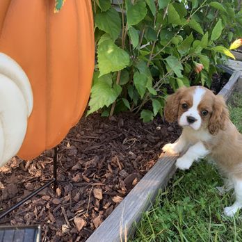 Cavaliers By Crumley - Pet Training Near Me - Lula, Georgia