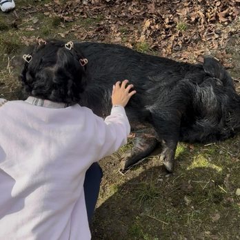 Pasado's Safe Haven - me petting a potbelly pig - Animal Shelters Near Me Pasado's Safe Haven - me petting a potbelly pig - Animal Shelters Near Me