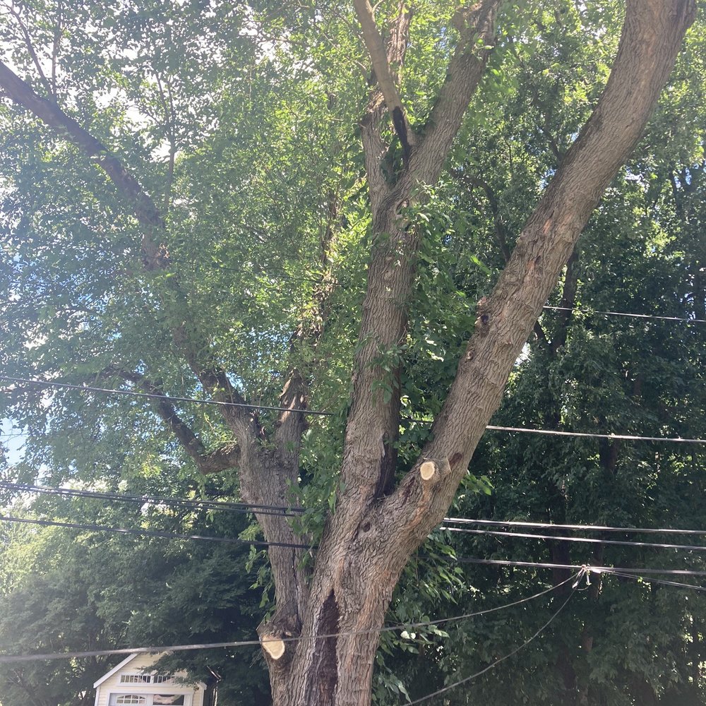 Springfield Tree & Land - Tree Services Near Me Springfield Tree & Land - Tree Services Near Me