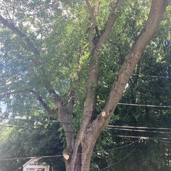 Springfield Tree & Land - Tree Services Near Me Springfield Tree & Land - Tree Services Near Me