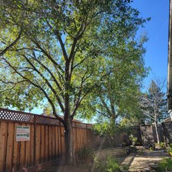 Preferred Expert Tree Service - Beautiful work done by Preferred Expert Tree Service