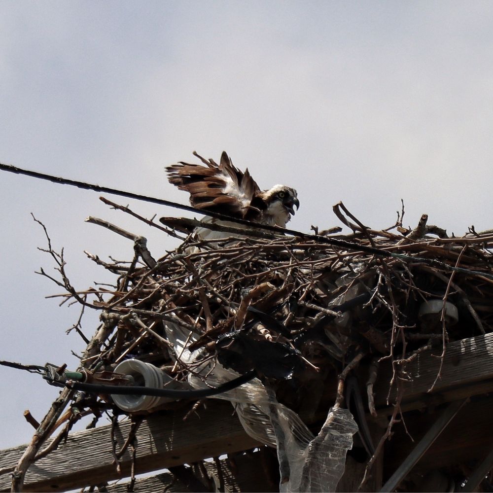 Veteran's Memorial Park - Osprey - Parks Near Me - Norwalk, Connecticut Veteran's Memorial Park - Osprey - Parks Near Me - Norwalk, Connecticut