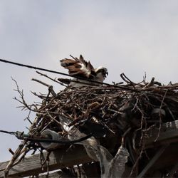 Osprey