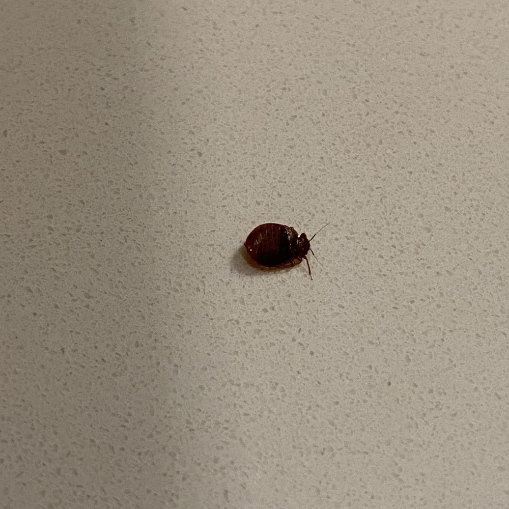 Best Western Plus Coalinga Inn - Bed bug! - Hotels Near Me - Coalinga, California Best Western Plus Coalinga Inn - Bed bug! - Hotels Near Me - Coalinga, California