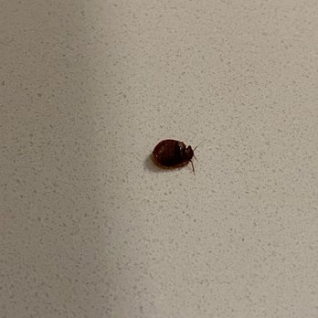 Best Western Plus Coalinga Inn - Bed bug! - Hotels Near Me - Coalinga, California Best Western Plus Coalinga Inn - Bed bug! - Hotels Near Me - Coalinga, California