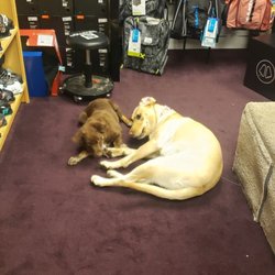 Ski Boot Rx - Legend the shop dog
