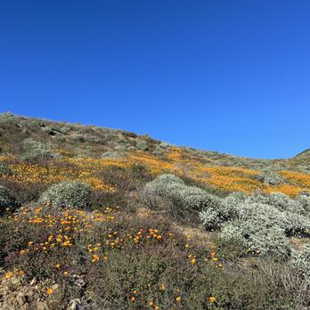 Walker Canyon Ecological Reserve - all over the canyon - Wildlife Hunting Ranges Near Me
