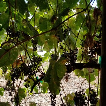 Cass Winery - Behind our table - Wineries Near Me - Paso Robles, California