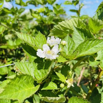 Mount Pleasant Farms - flower of the blackberry bush - Farmers Market Near Me - Chesapeake, Virginia