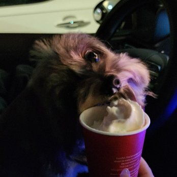 Premier Pet Spa - Pet Groomers Near Me Premier Pet Spa - Pet Groomers Near Me
