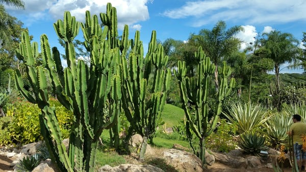 Inhotim Museum by null