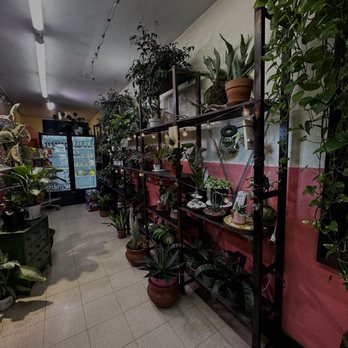 Casa Fiesta - so many cute plants - Candy Stores Near Me - San Diego, California Casa Fiesta - so many cute plants - Candy Stores Near Me - San Diego, California