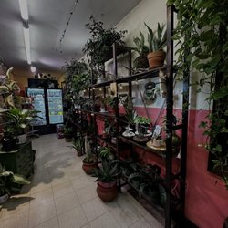 Casa Fiesta - so many cute plants