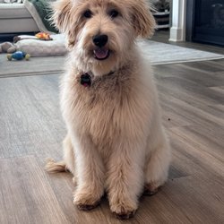 The Soapy Dog - Fresh puppy cut