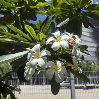 Miami Beach Botanical Garden - Frangipani - Botanical Gardens Near Me - Miami Beach, Florida