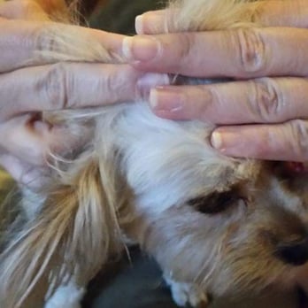 Stinky Dawg - Pet Groomers Near Me - San Marcos, Texas Stinky Dawg - Pet Groomers Near Me - San Marcos, Texas