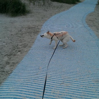 Folly Field Beach Park - Our pup walking down the "carpet" - Beaches Near Me - Hilton Head Island, South Carolina Folly Field Beach Park - Our pup walking down the "carpet" - Beaches Near Me - Hilton Head Island, South Carolina