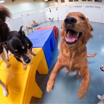 24 Hour Dog Daycare - Pet Boarding Near Me - Escondido, California 24 Hour Dog Daycare - Pet Boarding Near Me - Escondido, California