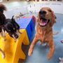 Photo of 24 Hour Dog Daycare