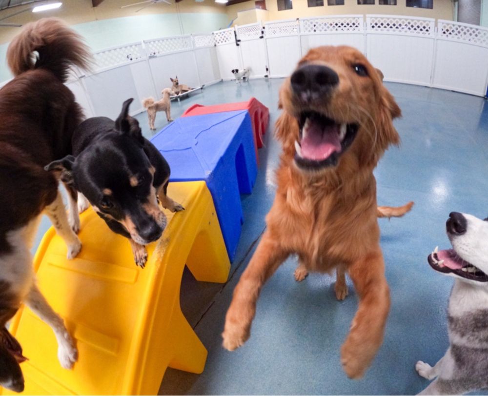 24 Hour Dog Daycare - pet boarding facility in Escondido, CA