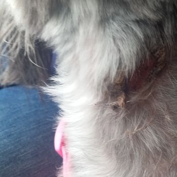 Magic Groomer - You can see under neck there a cut and now she got skin infection. - Pet Sitting Near Me - Arcadia, California