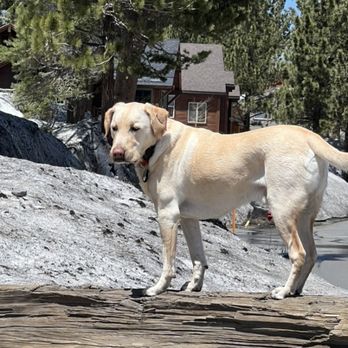 Dogs Trained Right - I can now have him stand on a log and stay for a photo! - Pet Training Near Me