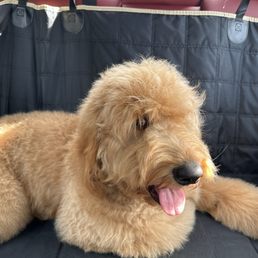 Milo's first grooming!